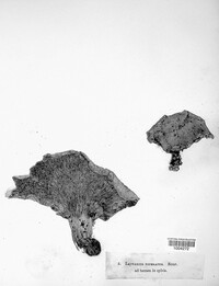 Lactifluus piperatus image